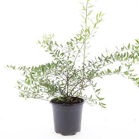 Spiraea cinerea 'Grefsheim' Pot 1,5 liter