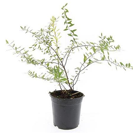 Spiraea cinerea 'Grefsheim' Pot 1,5 liter