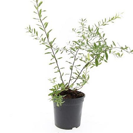 Spiraea cinerea 'Grefsheim' Pot 1,5 liter