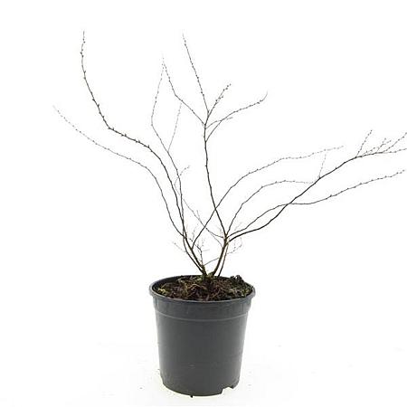 Spiraea cinerea 'Grefsheim' Pot 1,5 liter