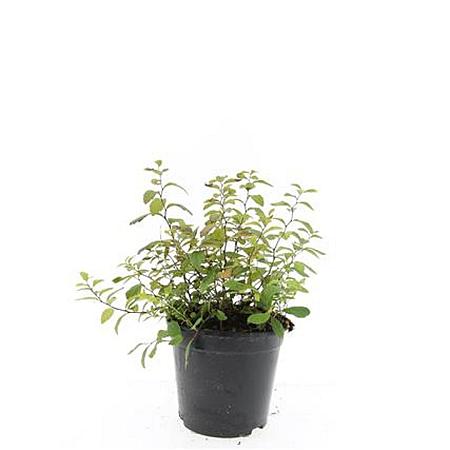 Spiraea decumbens Pot 1,5 liter