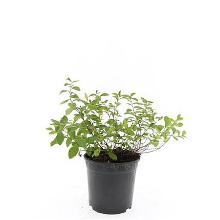 Spiraea decumbens Pot 1,5 liter