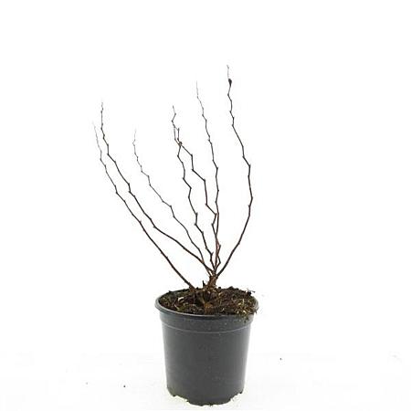 Spiraea densiflora Pot 1,5 liter