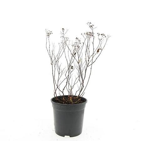 Spiraea jap. 'Anthony Waterer' Pot 1,5 liter