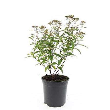Spiraea jap. 'Anthony Waterer' Pot 1,5 liter