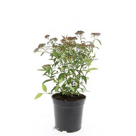 Spiraea jap. 'Anthony Waterer' Pot 1,5 liter