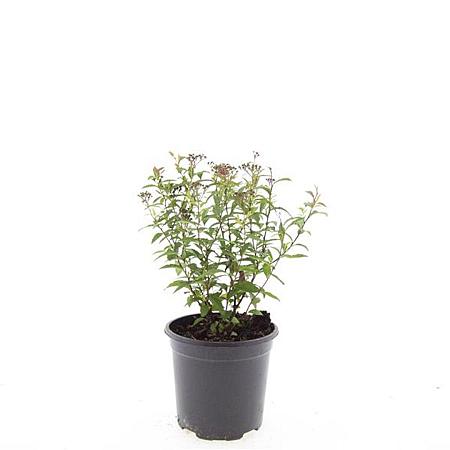 Spiraea jap. 'Anthony Waterer' Pot 1,5 liter