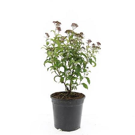Spiraea jap. 'Crispa' Pot 1,5 liter