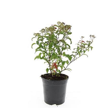 Spiraea jap. 'Crispa' Pot 1,5 liter