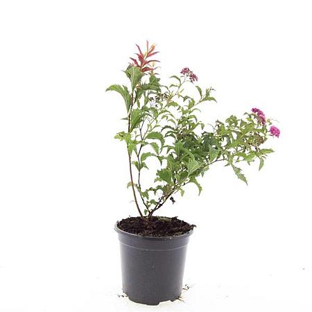 Spiraea jap. 'Crispa' Pot 1,5 liter