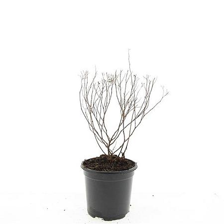 Spiraea jap. 'Crispa' Pot 1,5 liter