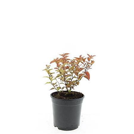 Spiraea jap. 'Firelight' Pot 1,5 liter