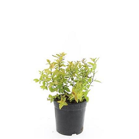 Spiraea jap. 'Firelight' Pot 1,5 liter