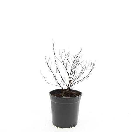Spiraea jap. 'Firelight' Pot 1,5 liter