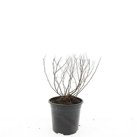 Spiraea jap. 'Firelight' Pot 1,5 liter