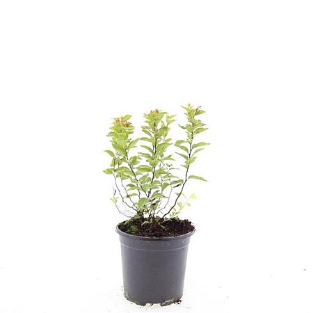 Spiraea jap. 'Firelight' Pot 1,5 liter