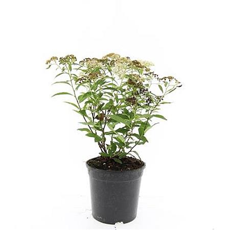 Spiraea jap. 'Genpei' Pot 1,5 liter