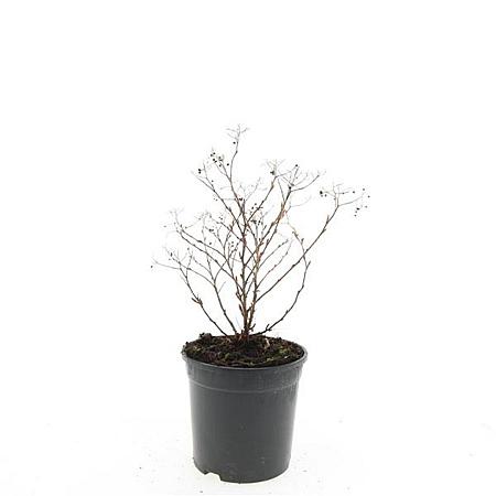 Spiraea jap. 'Genpei' Pot 1,5 liter