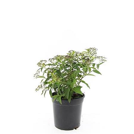 Spiraea jap. 'Genpei' Pot 1,5 liter