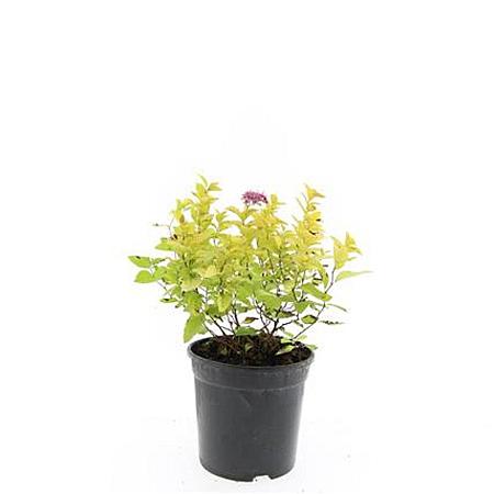 Spiraea jap. 'Golden Princess' Pot 1,5 liter