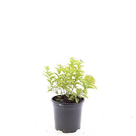Spiraea jap. 'Golden Princess' Pot 1,5 liter