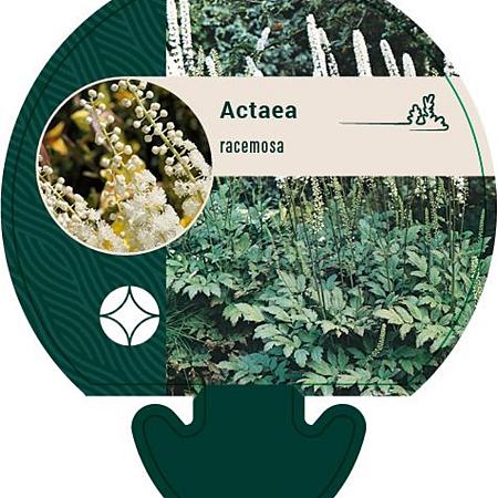 Actaea racemosa Pot 9 cm