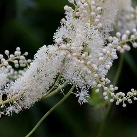 Actaea racemosa Pot 9 cm