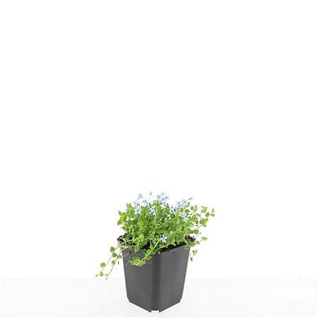 Isotoma fluviatilis Pot 9 cm