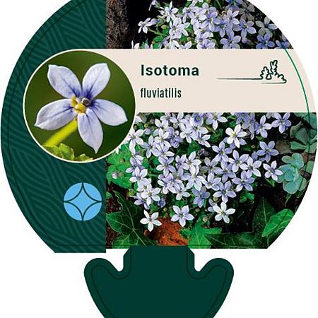 Isotoma fluviatilis Pot 9 cm