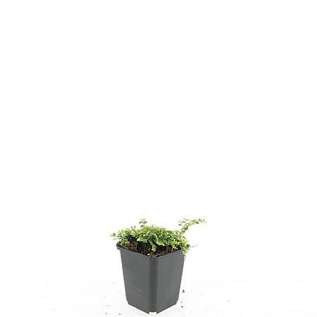 Isotoma fluviatilis Pot 9 cm