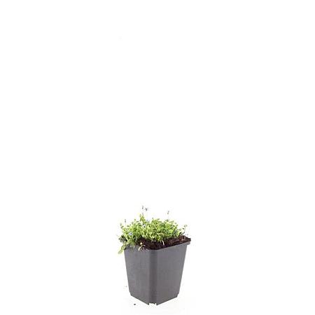 Isotoma fluviatilis Pot 9 cm