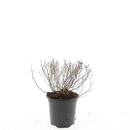 Spiraea jap. 'Little Princess' Pot 1,5 liter