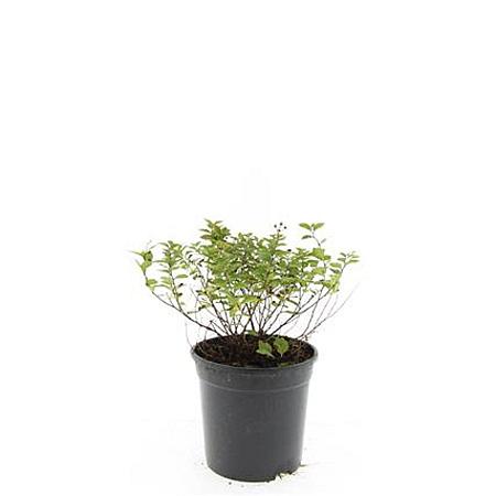 Spiraea jap. 'Little Princess' Pot 1,5 liter