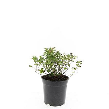 Spiraea jap. 'Little Princess' Pot 1,5 liter