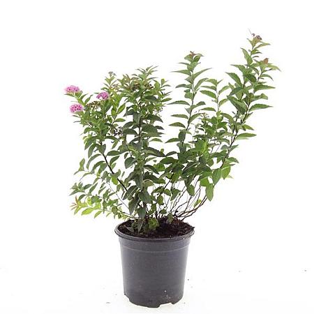 Spiraea jap. 'Manon' Pot 1,5 liter