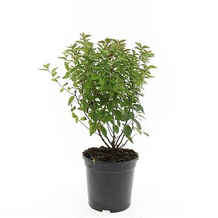 Spiraea jap. 'Manon' Pot 1,5 liter