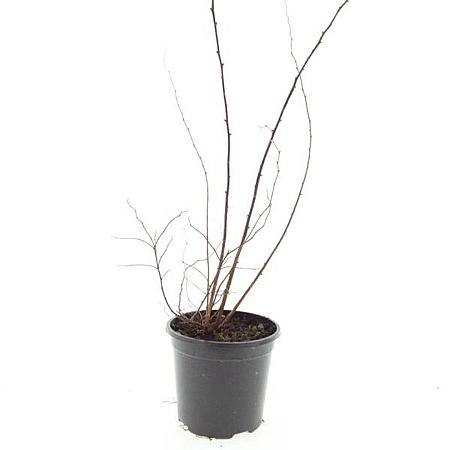 Spiraea jap. 'Odensala' Pot 1,5 liter