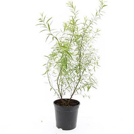 Spiraea thunbergii Pot 1,5 liter