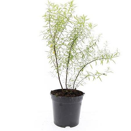 Spiraea thunbergii Pot 1,5 liter