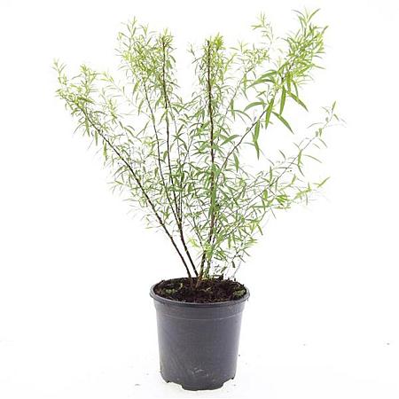 Spiraea thunbergii Pot 1,5 liter