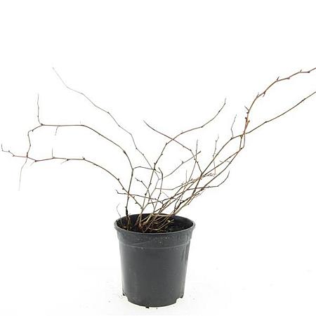 Stephanandra incisa 'Crispa' Pot 1,5 liter