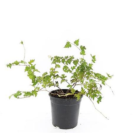 Stephanandra incisa 'Crispa' Pot 1,5 liter