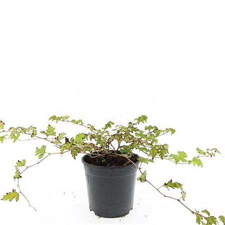 Stephanandra incisa 'Crispa' Pot 1,5 liter