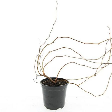 Stephanandra tanakae Pot 1,5 liter