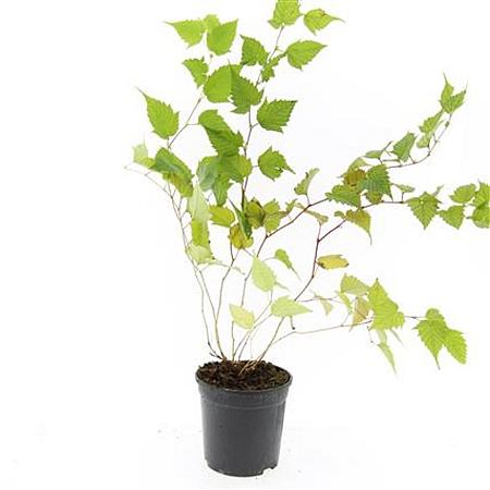 Stephanandra tanakae Pot 1,5 liter