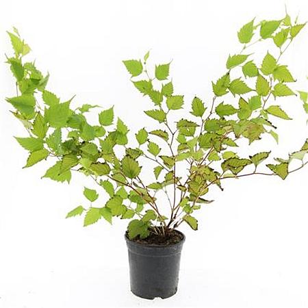 Stephanandra tanakae Pot 1,5 liter