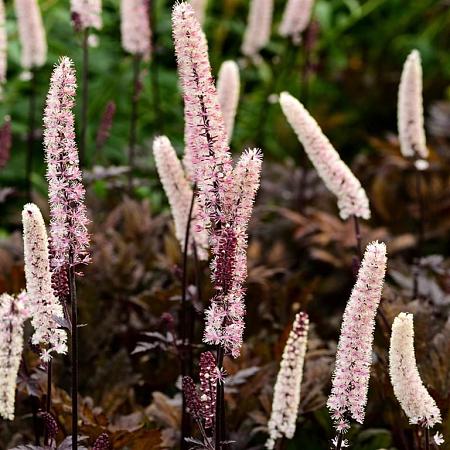 Actaea simp. 'Black Negligee' Pot 9 cm