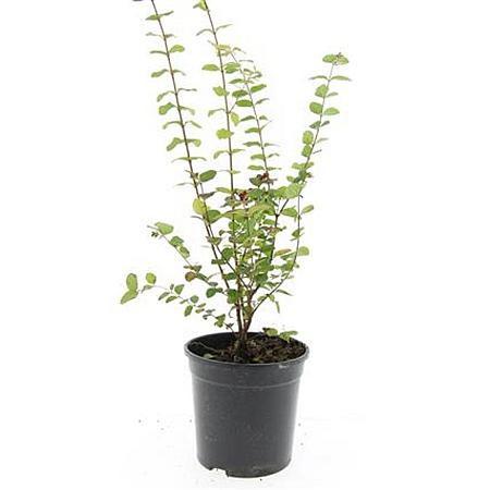 Symphoricarpos d. 'Magic Berry' Pot 1,5 liter