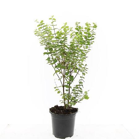 Symphoricarpos d. 'Magic Berry' Pot 1,5 liter