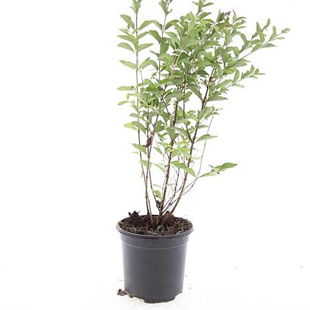 Symphoricarpos Magical Candy Pot 1,5 liter